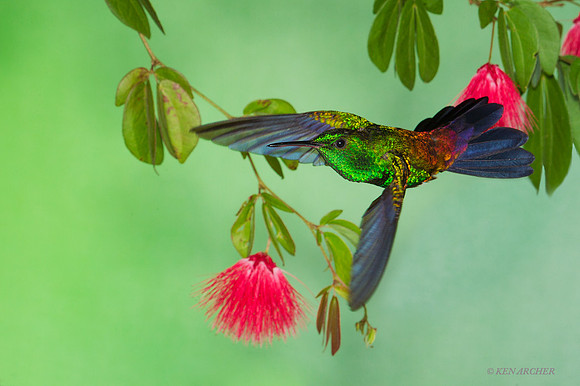 TTCR00054 - Copper-rumped Hummingbird