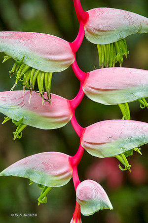 TTLS00106 - Heliconia; Trinidad & Tobago