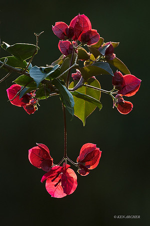 TTLS00176 Forest Bloom; Trinidad & Tobago