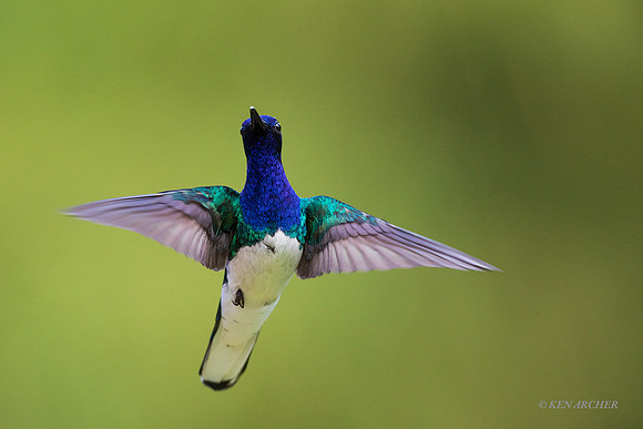 TTWJ00559 - White-necked Jacobin