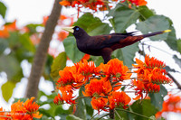 TTCO00113 - Crested Oropendola