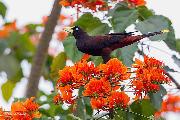 TTCO00113 - Crested Oropendola