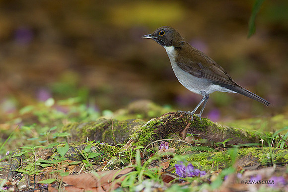 TTWT00001 - White-necked Thrush