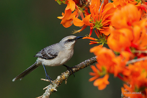 TTMB00061 - Tropical Mockingbird