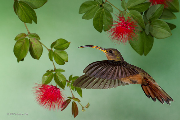 TTRH00036 - Rufous-breasted Hermit