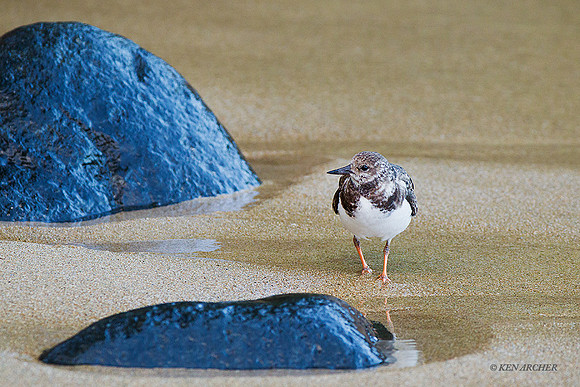 TTRE00012 - Ruddy Turnstone