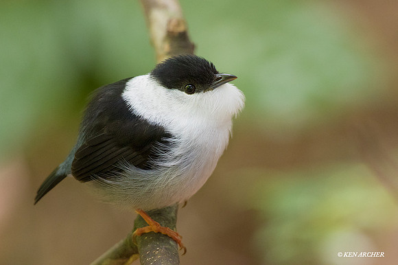 TTWM00151 White-bearded Manakin