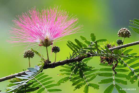 TTLS00006 - Forets Bloom; Trinidad & Tobago