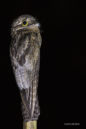 TTCP00109 - Common Potoo