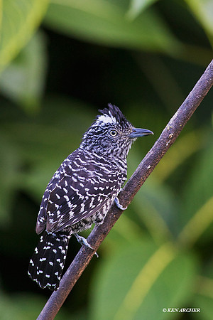 TTBA00006 - Barred Antshrike