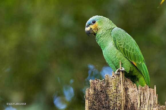 TTOP00020 - Orange-winged Parrot
