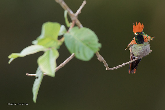 TTTC00275 - Tufted Coquette