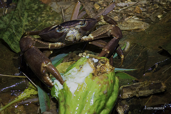 TTLC00010 - Land Crab