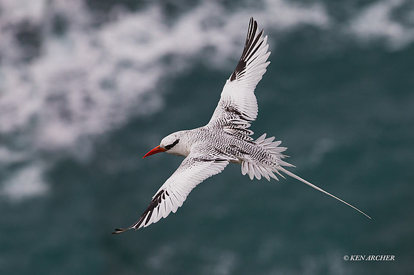 TTRT00489 - Red-billed Tropicbird