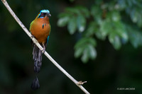 TTTM00232 - Trinidad Motmot