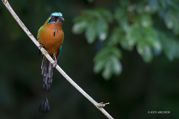 TTTM00232 - Trinidad Motmot