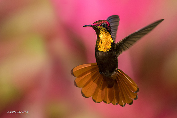 TTRT00120 Ruby Topaz Hummingbird