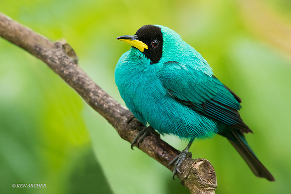 TTGH00021 Green Honeycreeper