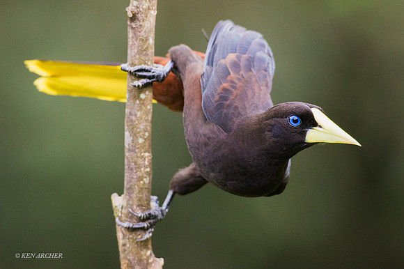 TTCO00010 Crested Oropendola
