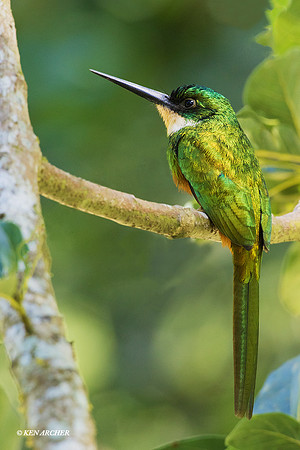 TTRJ00110 - Rufous-tailed Jacamar
