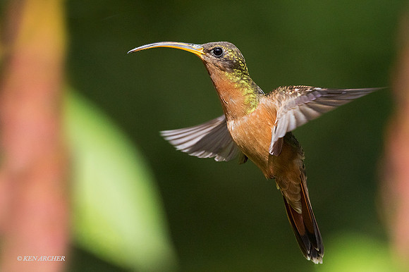 TTRH00063 - Rufous-breasted Hermit