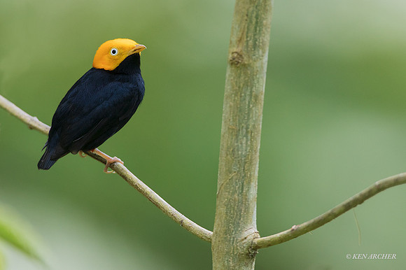 TTGM00119 - Golden-headed Manakin