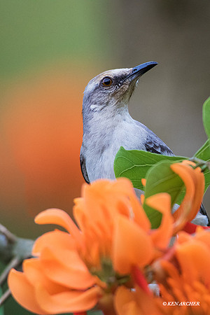 TTMB00004 Tropical Mockingbird