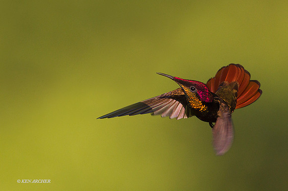 TTRT00211 - Rubby Topaz Hummingbird