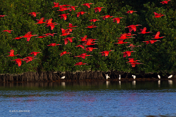 TTSI00142 - Scarlet Ibis