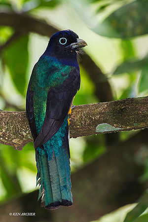 TTVT00060 - White-tailed Trogon