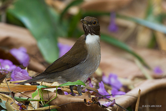 TTWT00018 - White-necked Thrush