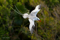 TTRT00070 - Red-billed Tropicbird