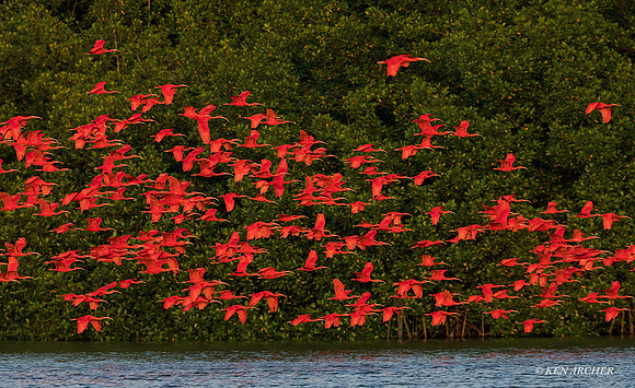 TTSI00414 - Scarlet Ibis