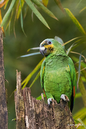 TTOP00016 - Orange-winged Parrot
