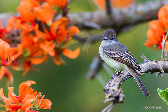 TTDF00014 - Dusky-capped Flycatcher