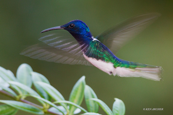TTWJ00443 - White-necked Jacobin