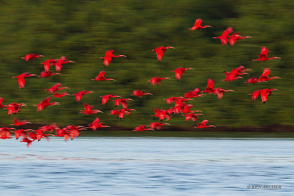 TTSI00220 - Scarlet Ibis