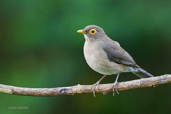 TTBT00025 Bare-eyed Thrush; Spectacled Thrush