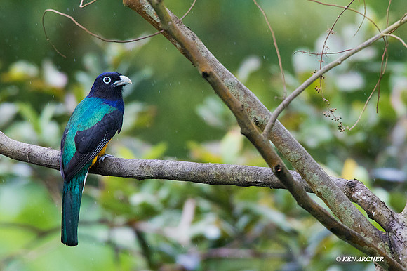 TTVT00038 - Violaceous Trogon