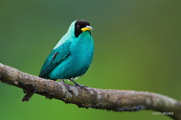 TTGH00087 - Green Honeycreeper