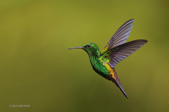 TTCR00159 - Copper-rumped Hummingbird
