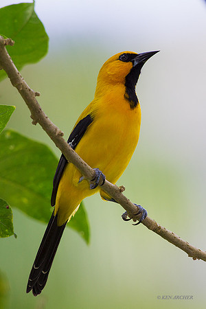 TTYO00013 - Yellow Oriole