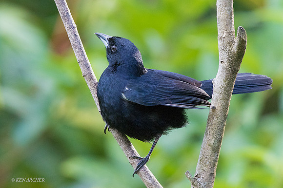 TTWT00007 White-lined Tanager