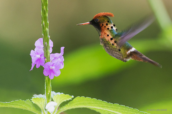 TTTC00028 - Tufted Coquette