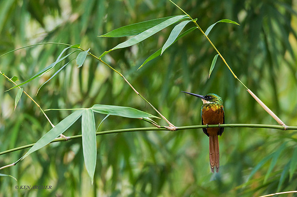 TTRJ00255 - Rufous-tailed Jacamar