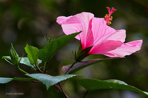 TTLS00079 - Forest Bloom; Trinidad & Tobago