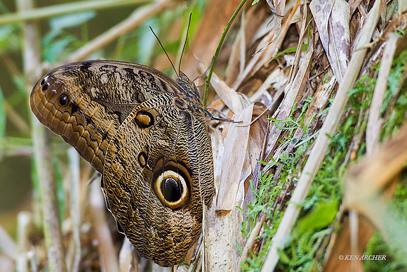 TTOY00005 - Owl Butterfly