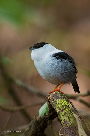 TTWM00202 - White-bearded Manakin
