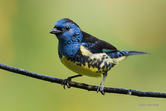 TTTT00042 - Turquoise Tanager