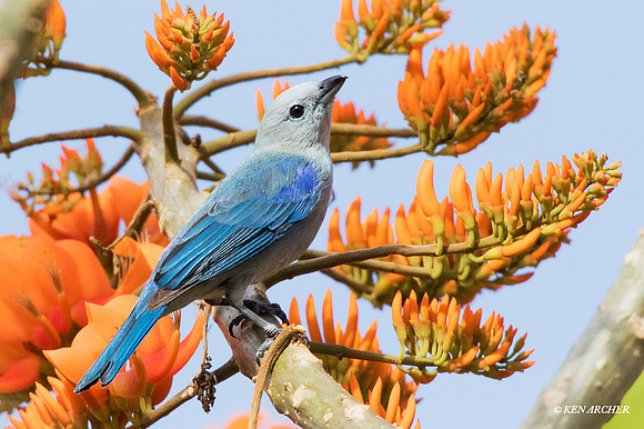TTBG00015 - Blue-gray Tanager